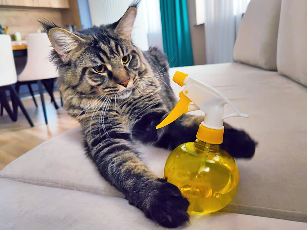 Should You Use a Spray Bottle to Train a Cat Kinship